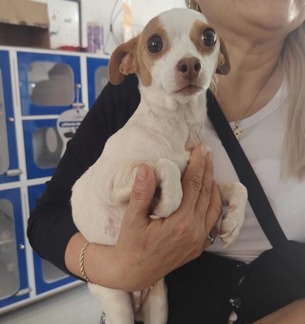 Adopta con Rescatistas Independientes y dale hogar a quien solo pide amor