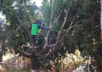 Gobierno de Morelia embellece espacios públicos con atención a sus áreas verdes