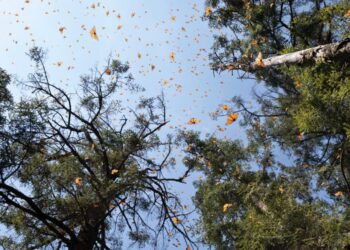 Inversión de 1 mdd fortalece la protección de la Reserva de la Biósfera de la Mariposa Monarca