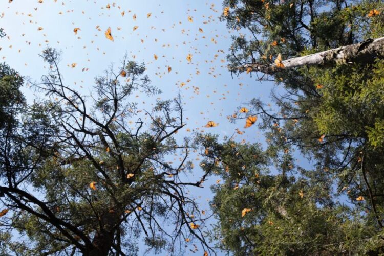 Inversión de 1 mdd fortalece la protección de la Reserva de la Biósfera de la Mariposa Monarca