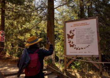 Últimos dias para visitar los santuarios de la Mariposa Monarca