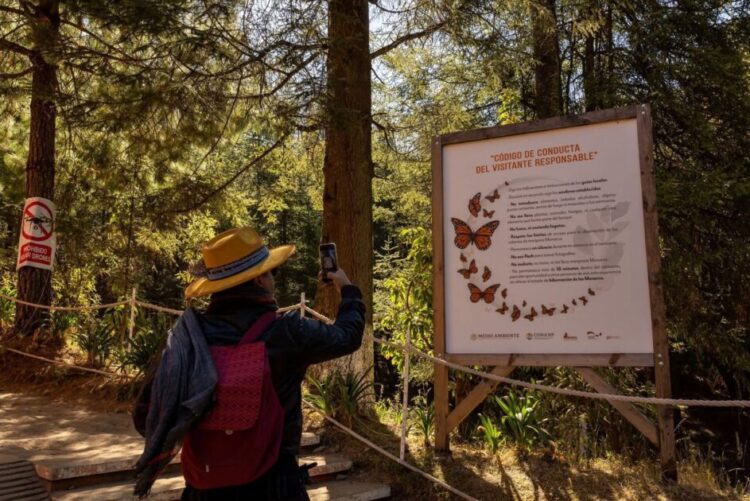 Últimos dias para visitar los santuarios de la Mariposa Monarca