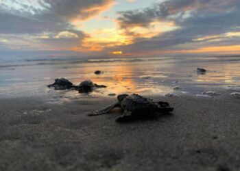 ¡Espectáculo de vida en el Pacífico!  tras la liberación de millones de tortugas marinas en playas de Michoacán