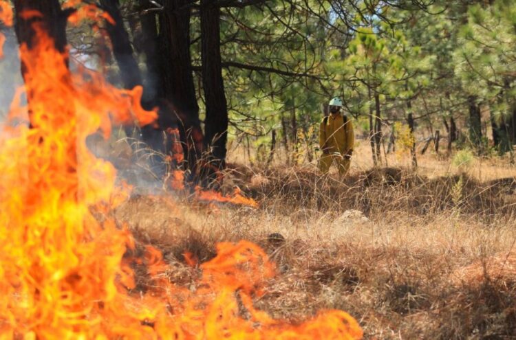 Voraz incendio devora parte del bosque michoacano
