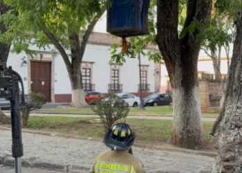 Protección Civil de Morelia reubica 2 colmenas de abejas