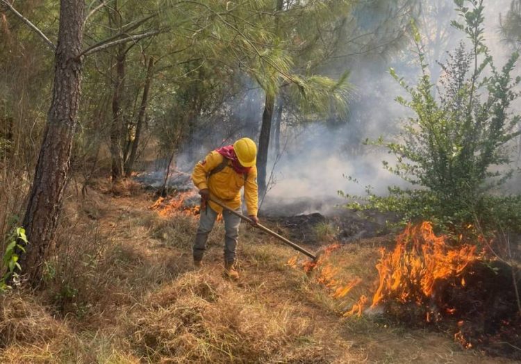 Devastación en el Cerro del Estribo por incendio que arrasa ecosistema de Pátzcuaro