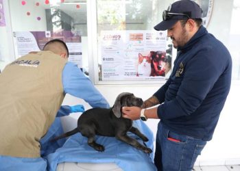FGE investiga venta ilegal de seres sintientes; rescatan a 8 cachorros y ponen a disposición a dos personas