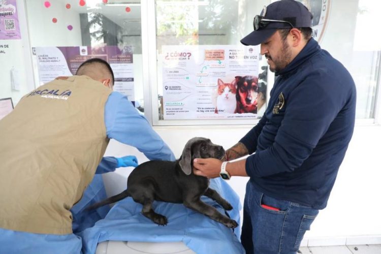 FGE investiga venta ilegal de seres sintientes; rescatan a 8 cachorros y ponen a disposición a dos personas