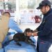 FGE investiga venta ilegal de seres sintientes; rescatan a 8 cachorros y ponen a disposición a dos personas