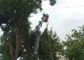 Gobierno de Morelia mantiene poda preventiva ante temporada de lluvias