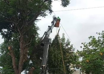 Gobierno de Morelia mantiene poda preventiva ante temporada de lluvias