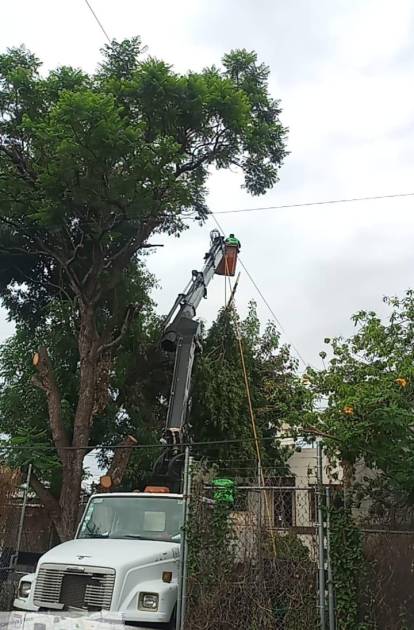 Gobierno de Morelia mantiene poda preventiva ante temporada de lluvias