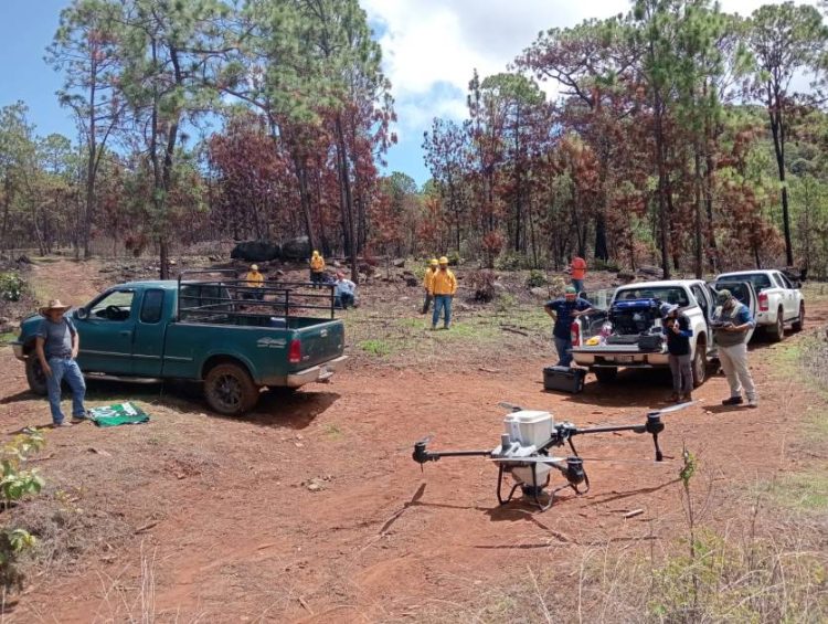 Michoacán restaura bosques desde el aire con miles de germoesferas dispersadas por Drones