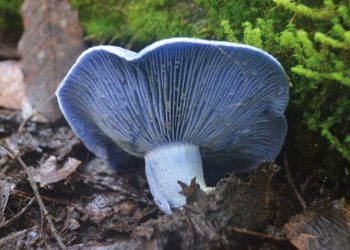 Alerta por riesgo de intoxicación por consumo de hongos silvestres