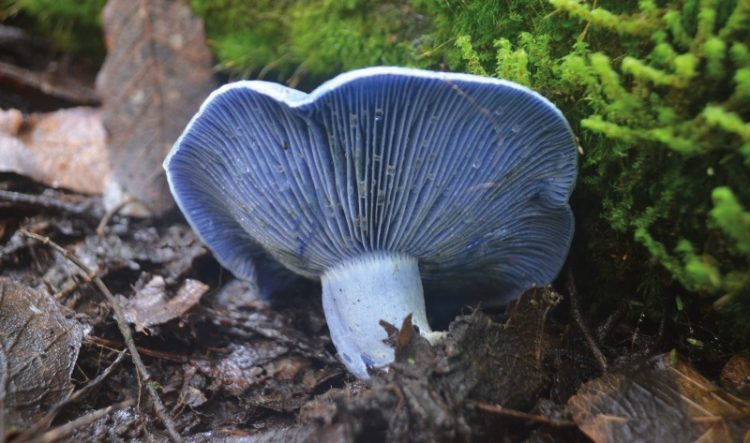 Alerta por riesgo de intoxicación por consumo de hongos silvestres