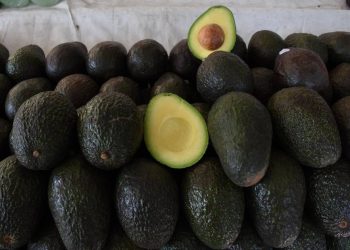 Dan reconocimiento nacional e internacional a la Franja Aguacatera de Michoacán como patrimonio productivo de origen