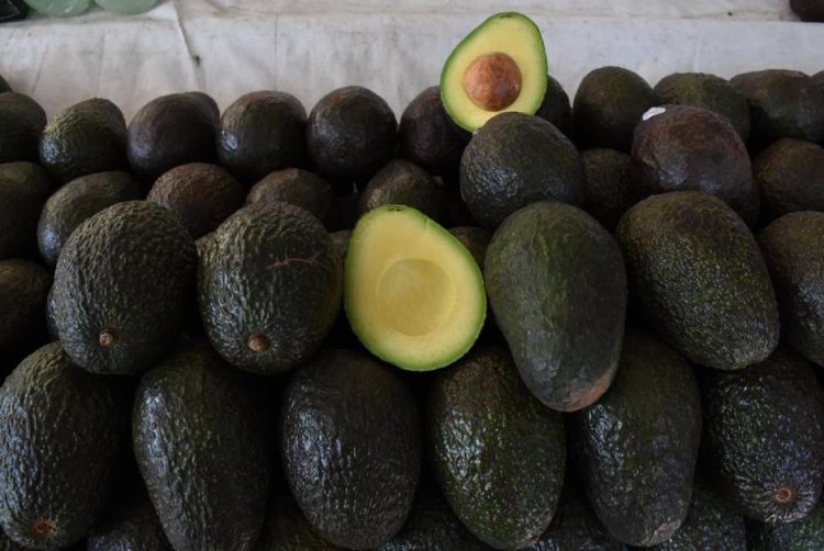 Dan reconocimiento nacional e internacional a la Franja Aguacatera de Michoacán como patrimonio productivo de origen
