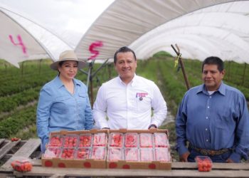 Entre Fresas y Sillas, Torres Piña Recorre Maravatío para Escuchar y Reconocer su Fuerza Productiva