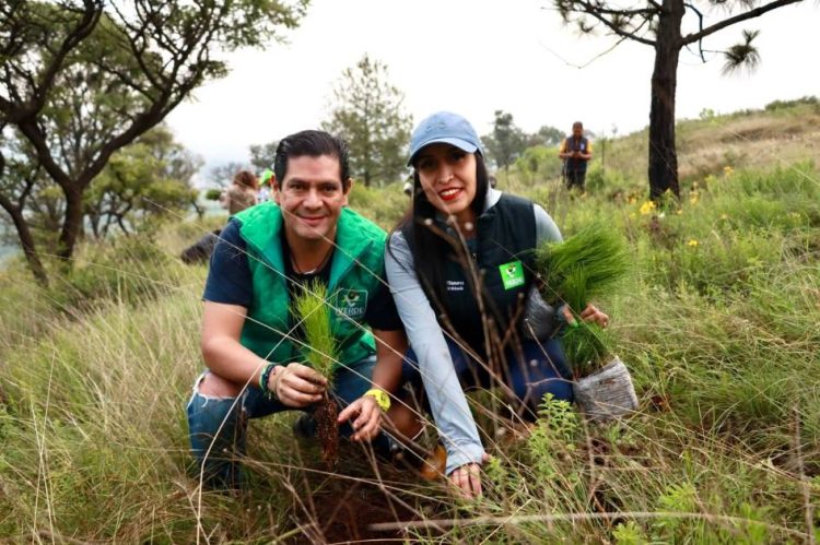 PVEM Michoacán planta 5 mil pinos y avanza hacia la meta de 20 mil árboles en el estado