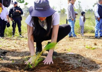 Michoacán apuesta por plantar 13 millones de árboles ante el avance de la deforestación y la crisis ambiental