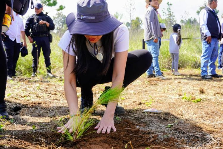 Michoacán apuesta por plantar 13 millones de árboles ante el avance de la deforestación y la crisis ambiental