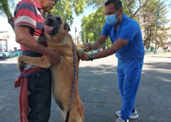 Vacuna gratis a tu mascota  contra la rabia