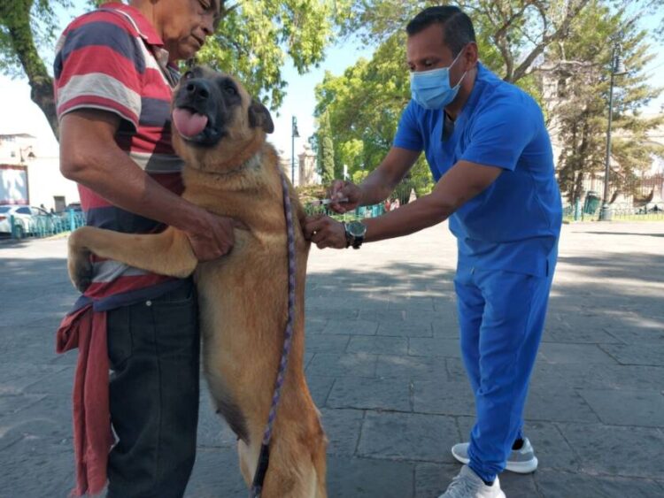 Vacuna gratis a tu mascota contra la rabia