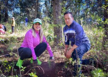 Dayana Pérez encabeza jornada de reforestación con la plantación de 6 mil árboles en Zirahuén