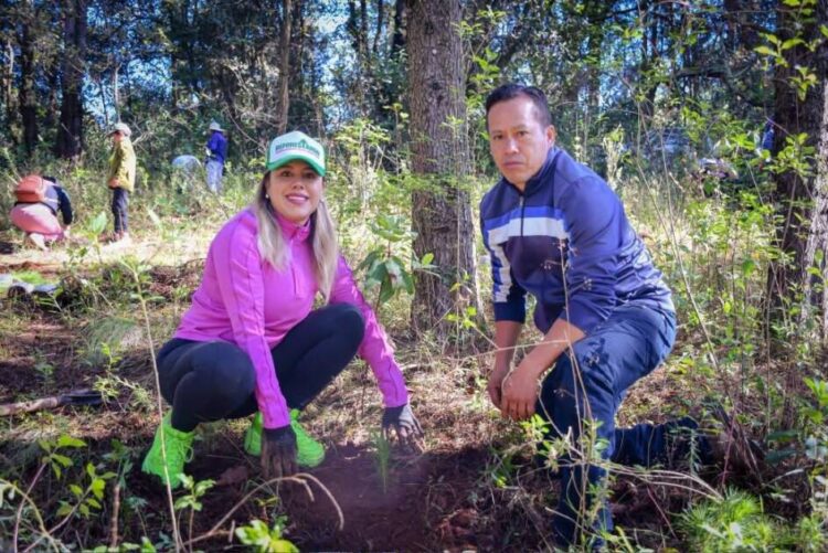 Dayana Pérez encabeza jornada de reforestación con la plantación de 6 mil árboles en Zirahuén