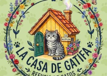 Día Internacional del gato: activistas llaman a extremar cuidados con los michis