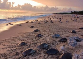 Llegó la temporada de arribazón masiva de tortuga marina en playas de Michoacán