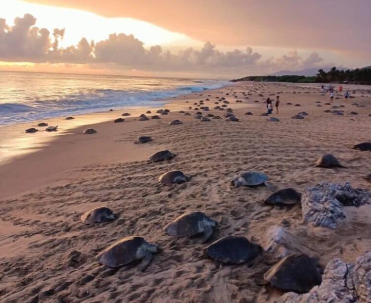 Llegó la temporada de arribazón masiva de tortuga marina en playas de Michoacán