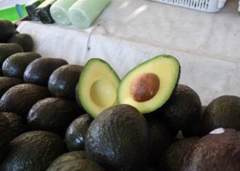Michoacán cosechó un millón 460 mil toneladas de aguacate en la temporada 2025-2026