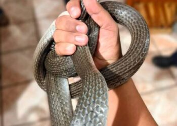 Protección Civil de Morelia atiende de manera oportuna reportes de reptiles en domicilios