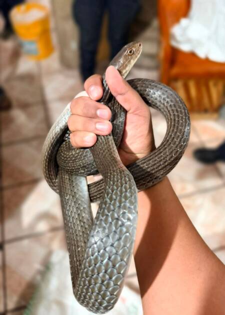 Protección Civil de Morelia atiende de manera oportuna reportes de reptiles en domicilios