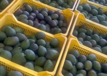 Exportación de aguacate, en riesgo; Michoacán busca destrabar crisis con Federación y EE. UU.