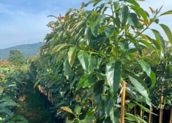 Militares y policías estatales van contra la extorsión y Blindar la zona aguacatera de Michoacán