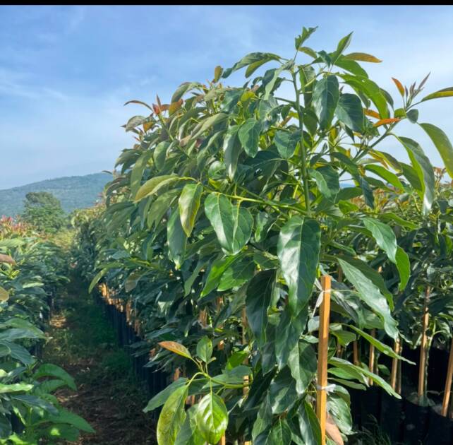 Militares y policías estatales van contra la extorsión y Blindar la zona aguacatera de Michoacán