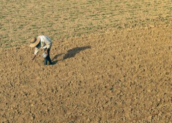 Demandan agricultores de 10 estados precio justo del maíz