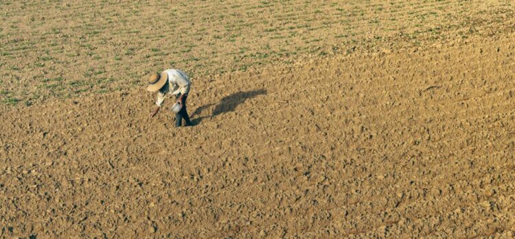 Demandan agricultores de 10 estados precio justo del maíz