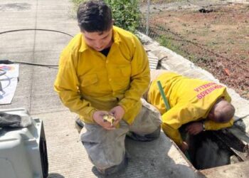 Protección Civil y Bomberos Morelia rescata a nueve patitos de una alcantarilla