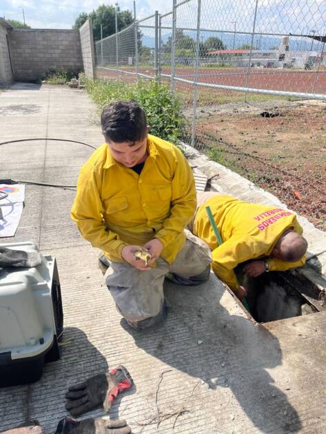 Protección Civil y Bomberos Morelia rescata a nueve patitos de una alcantarilla