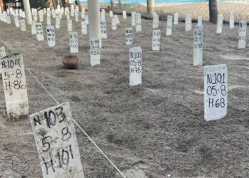 Vigilan y protegen en Michoacán a los campamentos tortugueros ante huracán “Polo”
