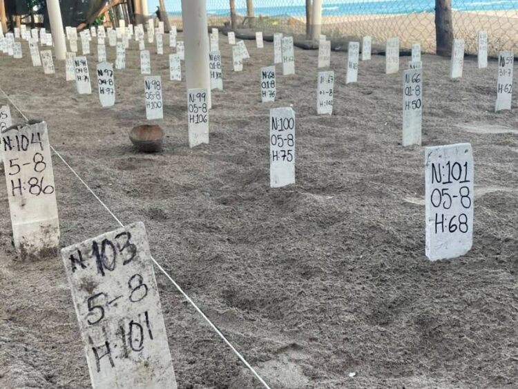 Vigilan y protegen en Michoacán a los campamentos tortugueros ante huracán “Polo”