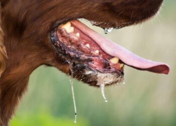 Llama IMSS Michoacán a mantener acciones de prevención contra la rabia
