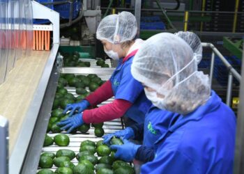 Certificado Laboral para la Agroexportación protege derechos de jornaleros del aguacate