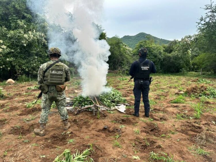 Destruyen más de 96 mil plantas de mariguana en Huetamo que estaban listas para la cosecha