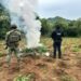 Destruyen más de 96 mil plantas de mariguana en Huetamo que estaban listas para la cosecha