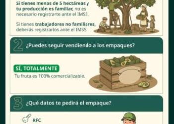 Productores de aguacate no están obligados a tramitar el certificado laboral; corresponde a exportadores