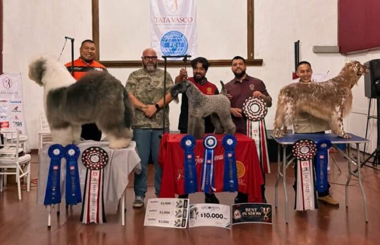 Mexicanos conquistan el Best In Show en competencia internacional de Estética Canina celebrada en Morelia